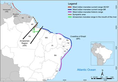 Genetic Connectivity of the West Indian Manatee in the Southern Range and Limited Evidence of Hybridization With Amazonian Manatees